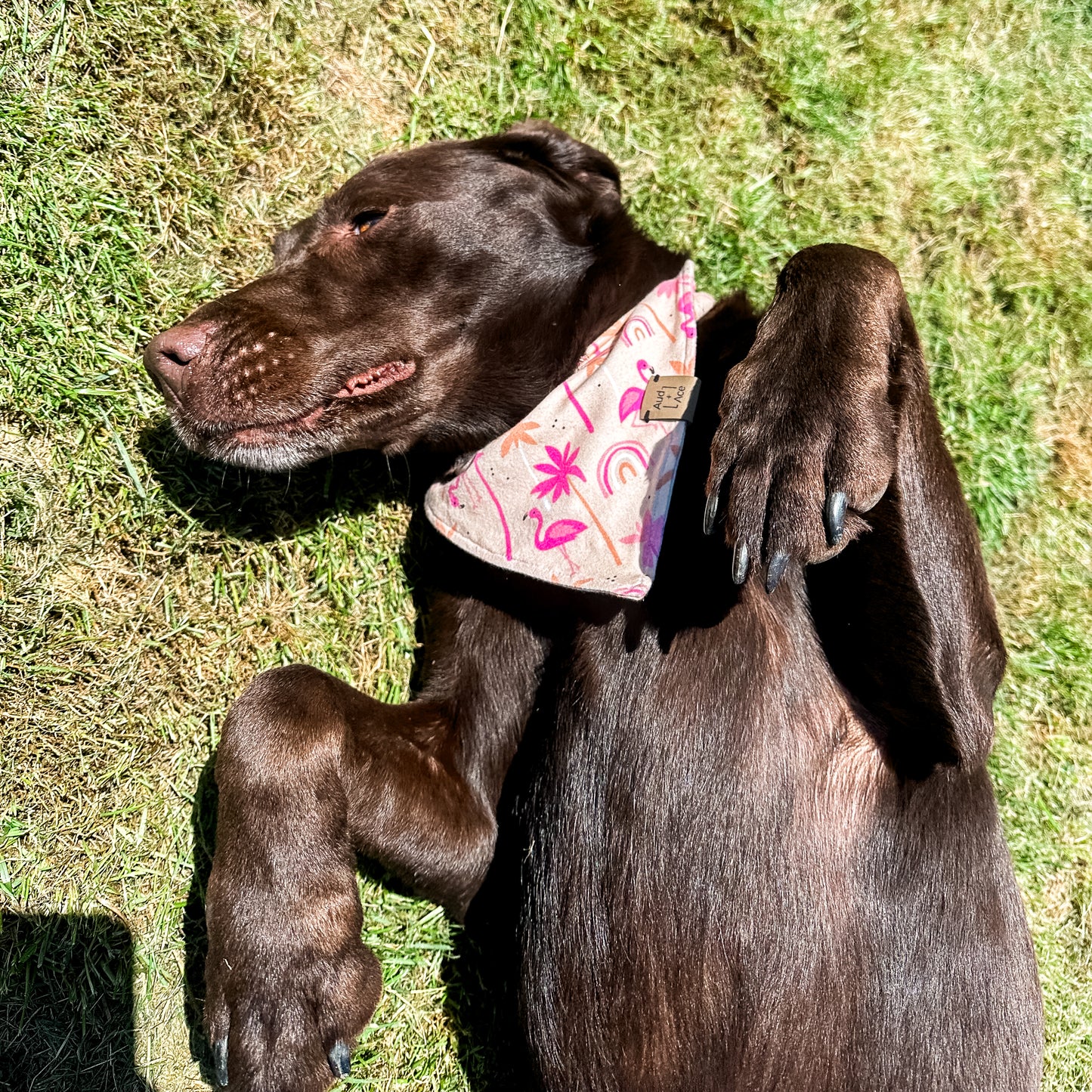 Flamingos + Palms Dog Bandana – Let’s Flockin’ Party and Flamingle!